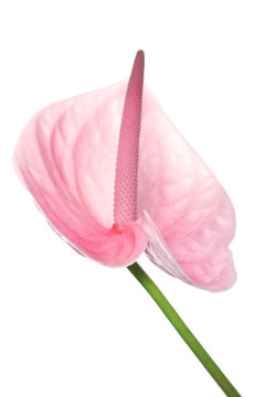 arum lily