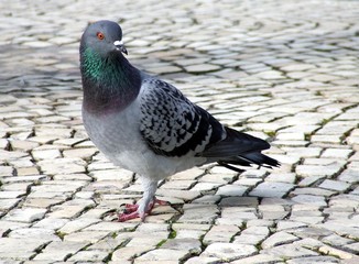 pombo