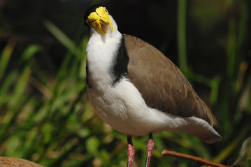 Staring Australian masked lapwing