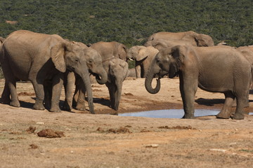 Fototapeta na wymiar Elephants gathering
