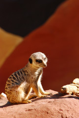 Meerkat sitting on a rock