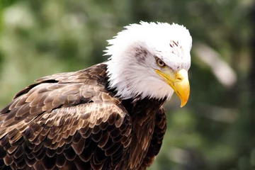 Foto op Plexiglas American Eagle Landscape view © Mike Price
