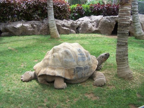 massive giant tortise