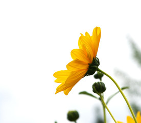 yellow flower