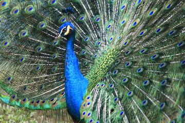 Obraz premium peacock