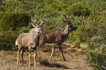 Naklejka na ściany i meble Kudu's in the bush