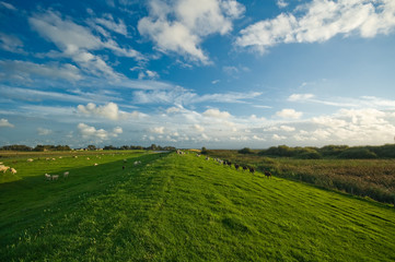 dutch farmland  landscape