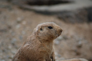prairie doggy