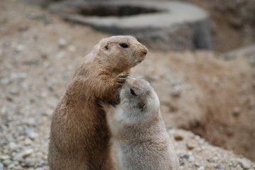 prairie doggys playing