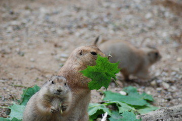 prairie doggy eatting maple leaf