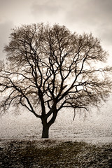 bare tree in winter creates a moody setting - 4262370