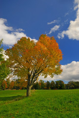 Autumn colored tree in field against blue sky