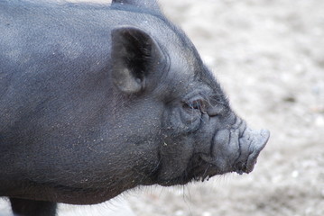 Naklejka premium vietnam pig