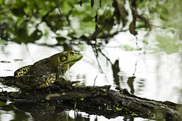 Frog on a Log