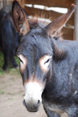 Fototapeta premium donkey