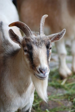 brown goat white beard