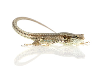 Italian wall lizard