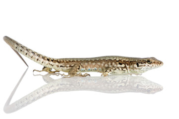 Italian wall lizard