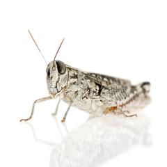 Red-legged Grasshopper