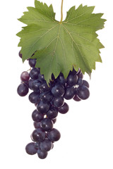 dark grape and leaf