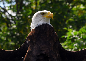 Bald eagle