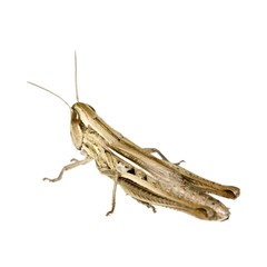 Meadow Grasshopper