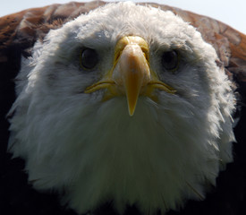 Bald eagle