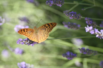 Papillon Sur Lavande