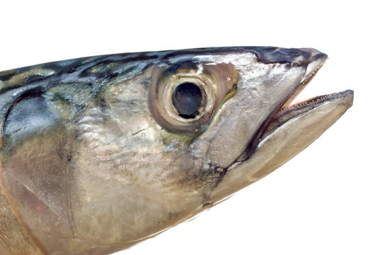mackerel head
