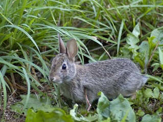 cottontail