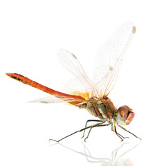 Drangonfly - Sympetrum fonscolombei