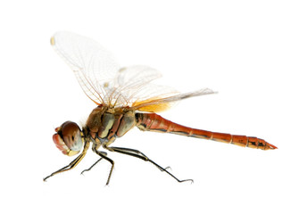 Drangonfly - Sympetrum fonscolombei