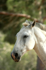 head of a wild white horse