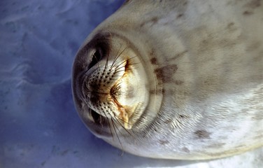Portrait de phoque de wedell © Fabrice BEAUCHENE