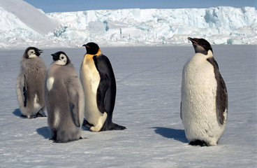 Poussin d'empereur stade final