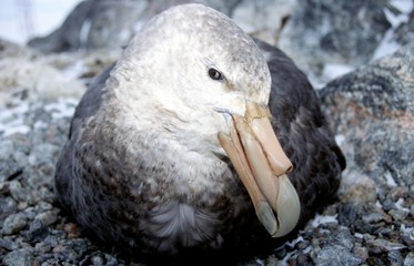 portrait de petrel géant