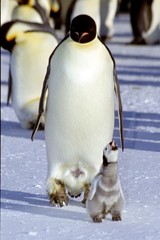 Appel du petit empereur