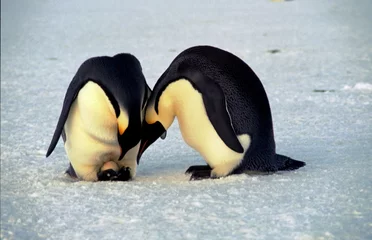 Fototapete Pinguin Kaiserpinguine legen