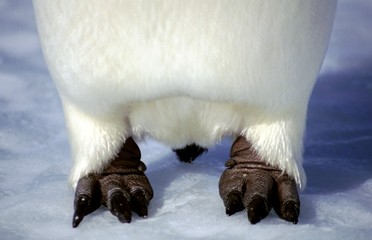 Gros plan des pates d'empereur