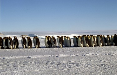 Marche des empereurs
