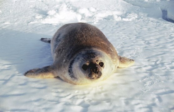 Beau B&eacute;b&eacute; phoque