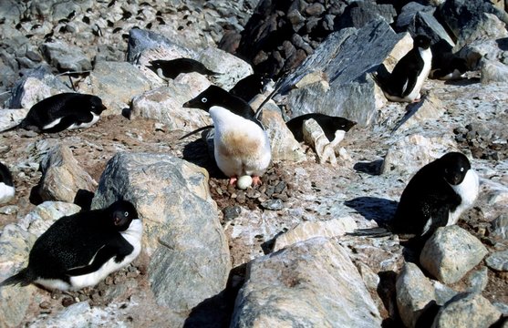 Ad&eacute;lie sur nid de cailloux