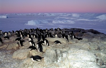 Adélie devant couchant sur banquise 4 © Fabrice BEAUCHENE