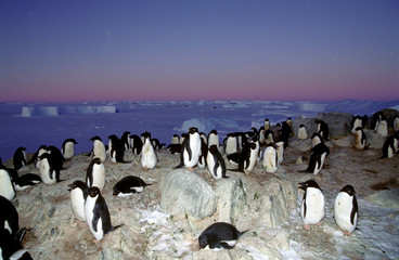 Ad&eacute;lie devant couchant sur banquise 3