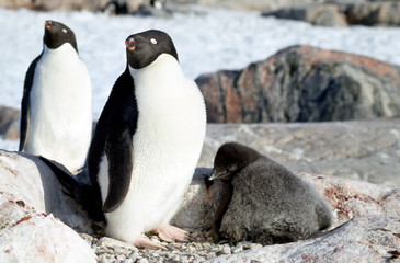 Beau et gros poussin d'ad&eacute;lie