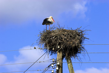Fototapeta premium White Stork in nest