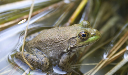 frog