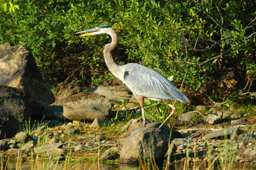 great blue heron
