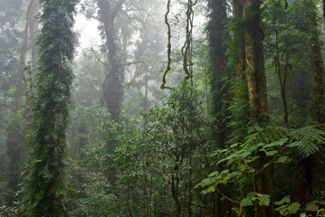 Naklejka premium rain forest