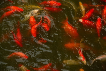 Goldfishes